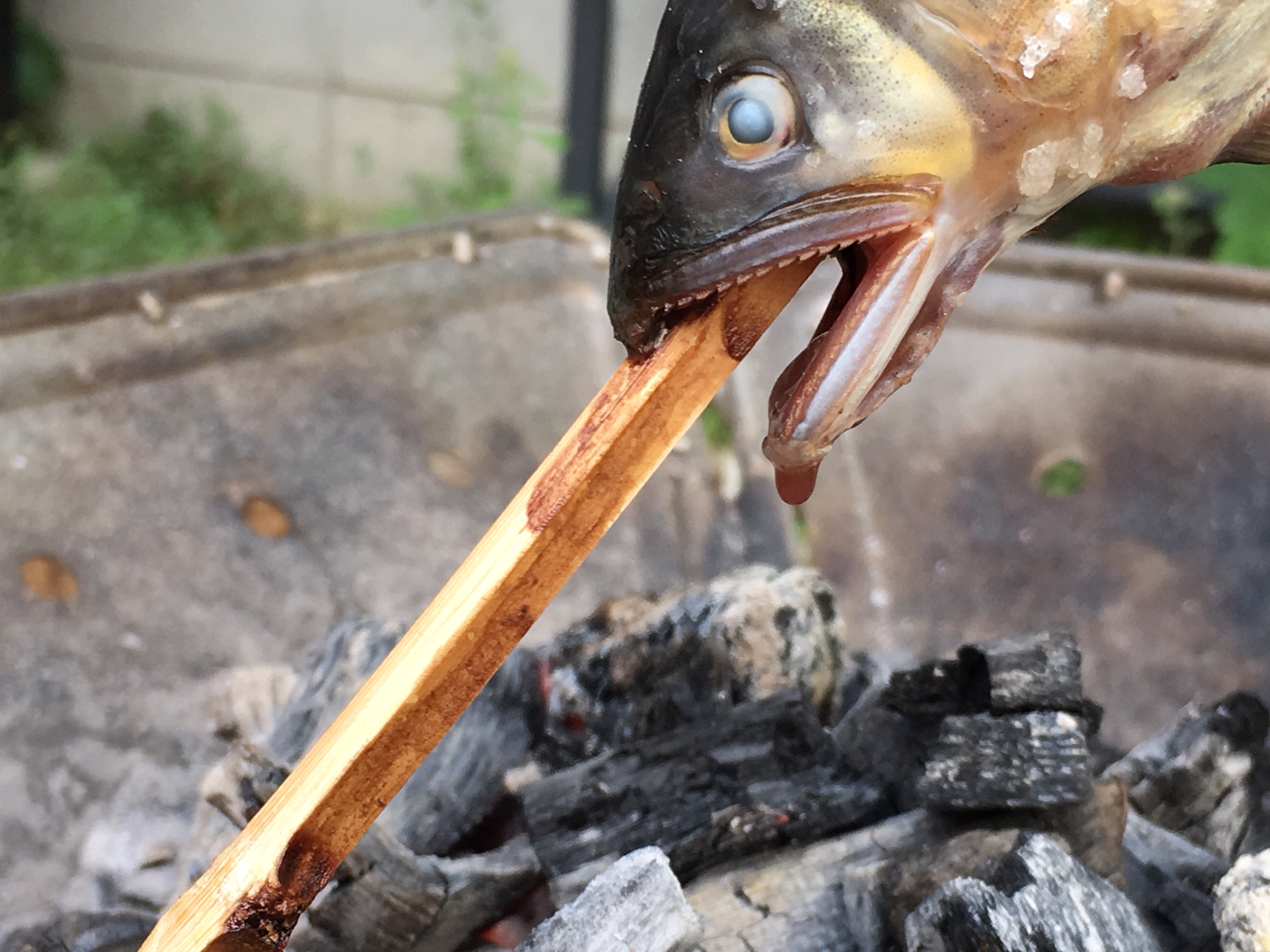 スノーピークの焚火台でできるアユの囲炉裏風の串焼き アウトドア料理が美味しい 孤独のアウトドアと狩猟ライフ 孤独のアウトドアと狩猟ライフ